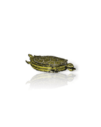 Turtle Olive Clutch